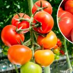 Що робити, якщо помідори тріскаються від плодоніжки — справжня причина і як її усунути