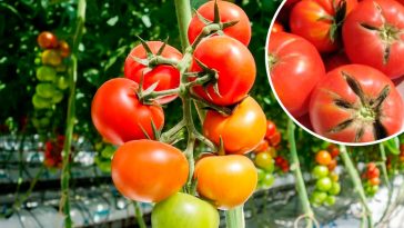 Що робити, якщо помідори тріскаються від плодоніжки — справжня причина і як її усунути