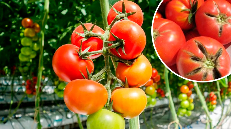 Що робити, якщо помідори тріскаються від плодоніжки — справжня причина і як її усунути