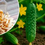 Які огірки ще можна сіяти в липні — поради досвідчених городників