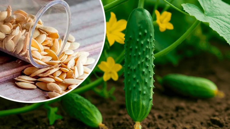 Які огірки ще можна сіяти в липні — поради досвідчених городників