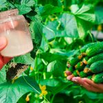 Підживлення огірків у липні: перевірені рецепти для щедрого врожаю