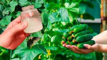 Підживлення огірків у липні: перевірені рецепти для щедрого врожаю
