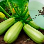 Після такого підживлення кабачки не зупиняються: щедрий урожай до самих заморозків!