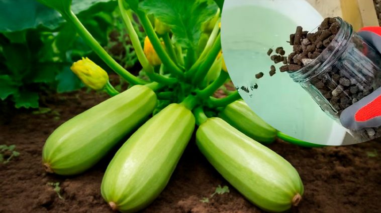 Після такого підживлення кабачки не зупиняються: щедрий урожай до самих заморозків!