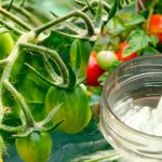 Щоб зав’язі не опадали, а урожай тішив — бор у допомогу! 🍅