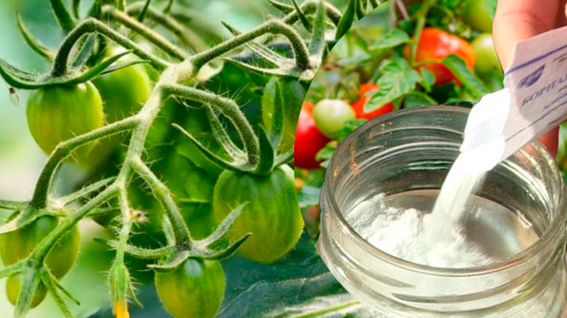 Щоб зав’язі не опадали, а урожай тішив — бор у допомогу! 🍅