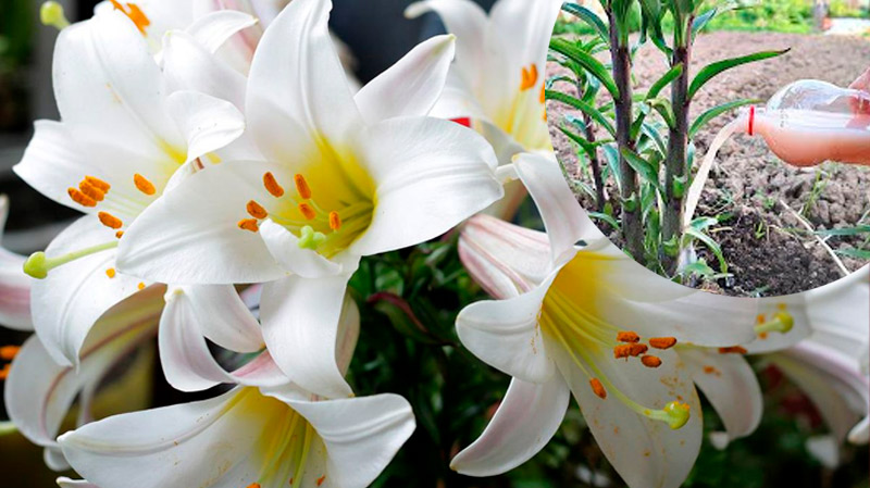 Лілії випустили бутони: час останнього підживлення для пишного цвітіння