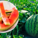 Корисний лайфхак для дачників! Чому я не викидаю кавунові шкірки 🌱🐌