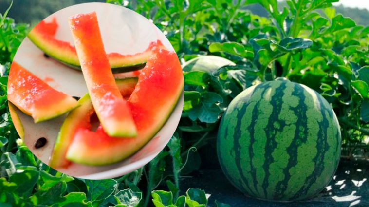 Корисний лайфхак для дачників! Чому я не викидаю кавунові шкірки 🌱🐌