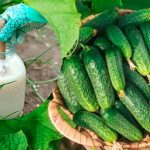 Природне підживлення для вибухового росту огірків!