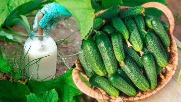 Природне підживлення для вибухового росту огірків!