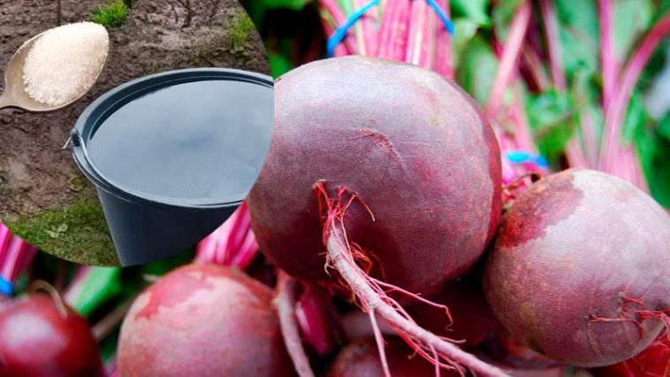 2 ч. л. на 10 літрів – і ваш буряк стане солодким, як мед! Підживлення в липні, яке змінює все