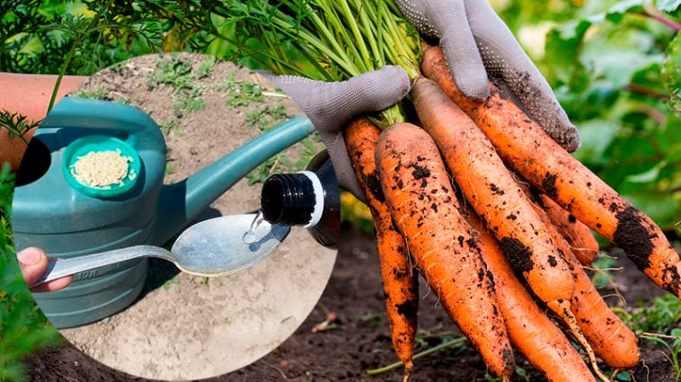 1 раз на 10 днів – і морква солодка, як мед! Проста підгодівля без зайвих клопотів