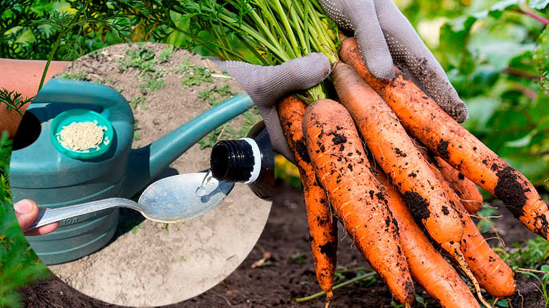 1 раз на 10 днів – і морква солодка, як мед! Проста підгодівля без зайвих клопотів