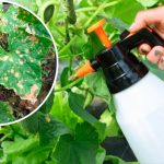 Жовті плями на листках огірків — народні рецепти, що рятують врожай!