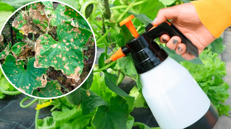 Жовті плями на листках огірків — народні рецепти, що рятують врожай!