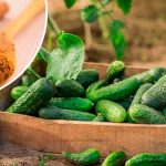 🌱 Лише 1 ложка цього порошку – і урожай огірків вражає! 🌿