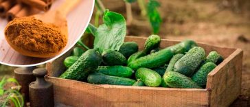 🌱 Лише 1 ложка цього порошку – і урожай огірків вражає! 🌿
