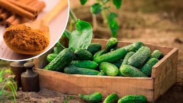 🌱 Лише 1 ложка цього порошку – і урожай огірків вражає! 🌿