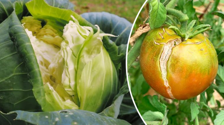 Чому тріскаються овочі — і як цьому зарадити? Пояснення простими словами та корисні поради!