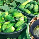 Моя сестра збирає огірки відрами все літо! Розповіла свій секрет підживлення