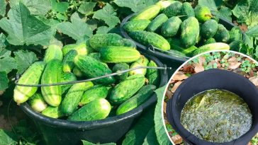 Моя сестра збирає огірки відрами все літо! Розповіла свій секрет підживлення