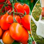 Серпневе підживлення помідорів: щоб плоди були соковитими, а кущі не зупинялися у рості