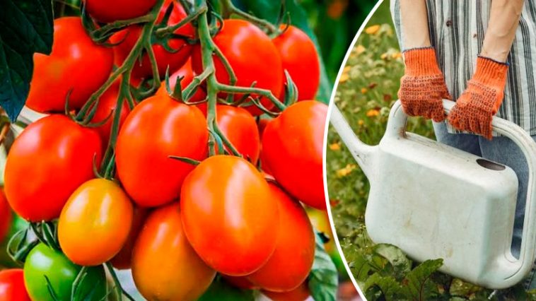 Серпневе підживлення помідорів: щоб плоди були соковитими, а кущі не зупинялися у рості