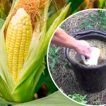 Унікальний рецепт для солодкої та соковитої кукурудзи: що внести в ґрунт