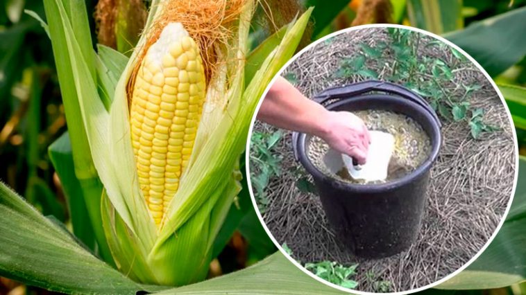 Унікальний рецепт для солодкої та соковитої кукурудзи: що внести в ґрунт