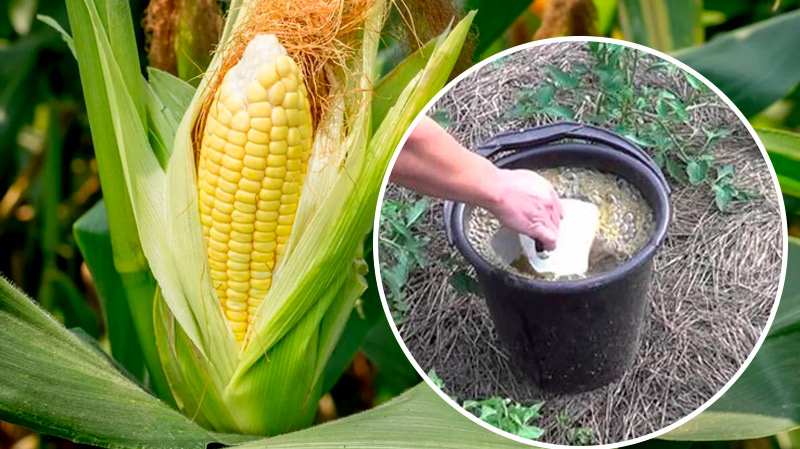 Унікальний рецепт для солодкої та соковитої кукурудзи: що внести в ґрунт