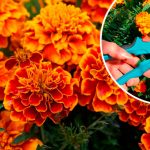 Щоб чорнобривці тішили око до перших заморозків — не забудьте про цей простий догляд у липні