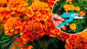 Щоб чорнобривці тішили око до перших заморозків — не забудьте про цей простий догляд у липні