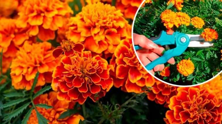 Щоб чорнобривці тішили око до перших заморозків — не забудьте про цей простий догляд у липні