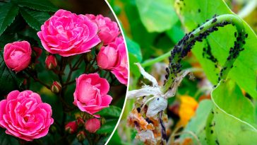 🪴 4 ефективні мильні розчини від попелиці, які врятують ваші рослини!