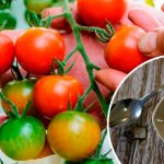 Лимонна кислота – природний стимулятор врожаю помідорів! 🌿