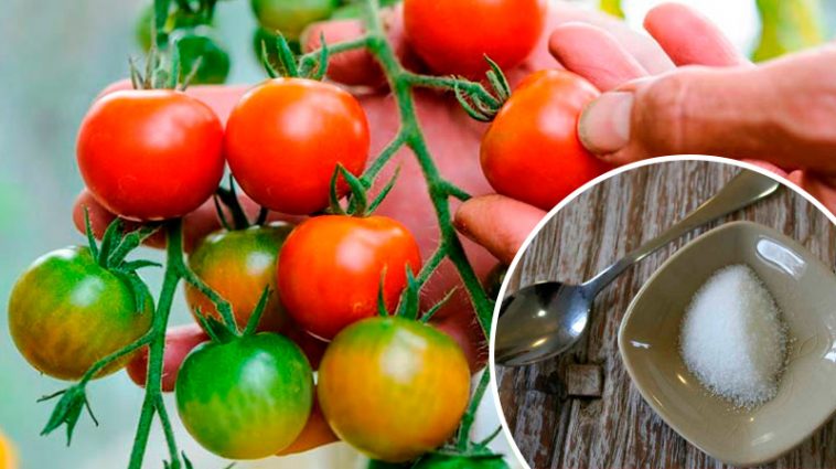 Лимонна кислота – природний стимулятор врожаю помідорів! 🌿