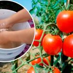 Домашнє дріжджове підживлення: простий спосіб захистити урожай без хімії!