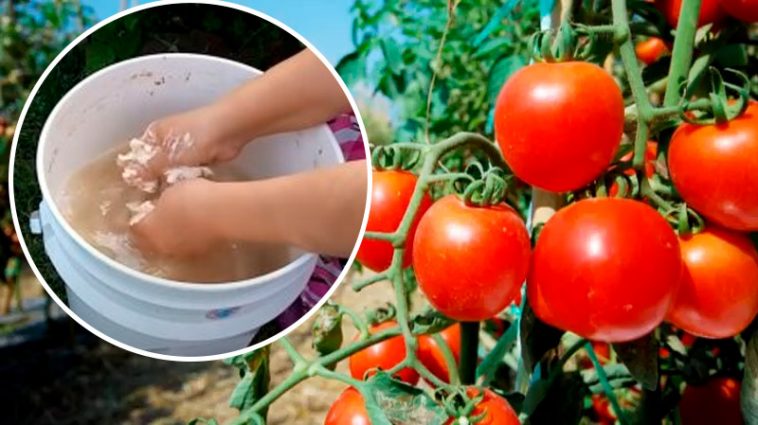 Домашнє дріжджове підживлення: простий спосіб захистити урожай без хімії!