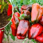 Перці будуть солодкі та м’ясисті: найкращі підживлення для щедрого врожаю