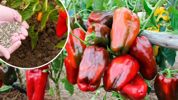 Перці будуть солодкі та м’ясисті: найкращі підживлення для щедрого врожаю