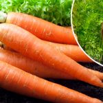 🌱 Просте, але потужне добриво для моркви!