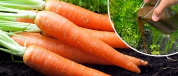 🌱 Просте, але потужне добриво для моркви!