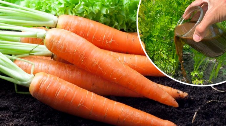 🌱 Просте, але потужне добриво для моркви!