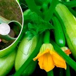 Завдяки цьому простому підживленню я щоліта збираю ящики кабачків з кожного куща — без перебільшень!