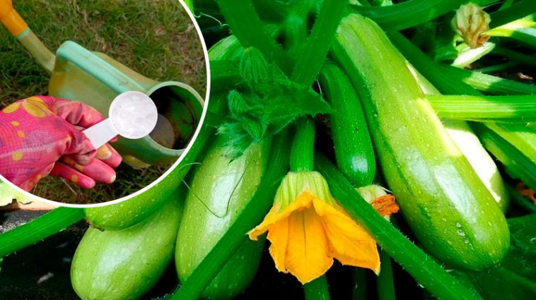 Завдяки цьому простому підживленню я щоліта збираю ящики кабачків з кожного куща — без перебільшень!