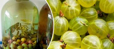 Компот із аґрусу з м’ятою на зиму — освіжаюча заготівля, що здивує смаком!