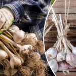 Не поспішайте з лопатою: коли саме копати часник і як його правильно сушити