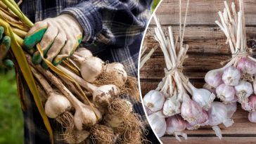 Не поспішайте з лопатою: коли саме копати часник і як його правильно сушити
